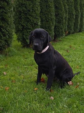 Wunderschöne Labrador Welpen männlich und weiblich