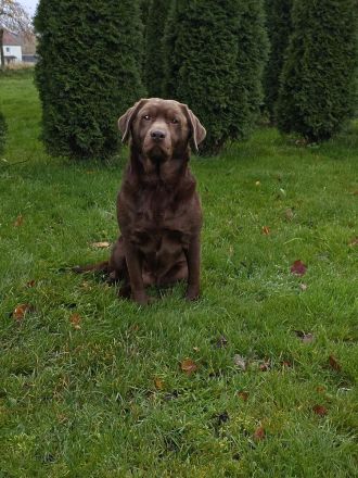 Wunderschöne Labrador Welpen männlich und weiblich