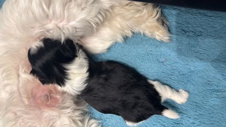 Bichon Havaneser Mix Welpe sucht seine Familie