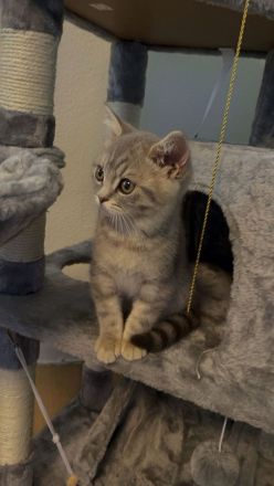 Katze Britisch Kurzhaar