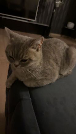 Katze Britisch Kurzhaar