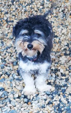 Bela, Havanesermix, geb. 5/ 2024, freundlicher Jungrüde