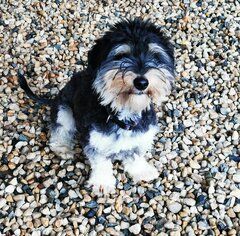 Bela, Havanesermix, geb. 5/ 2024, freundlicher Jungrüde