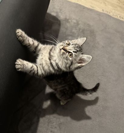 American Shorthair Kitten