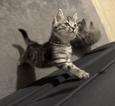 American Shorthair Kitten