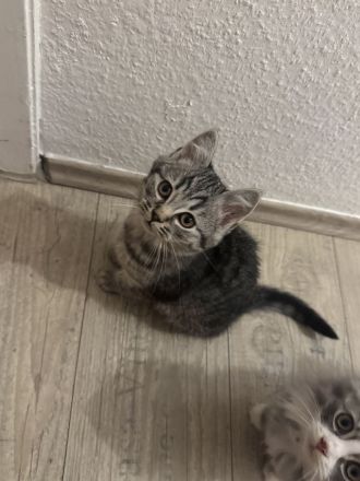 American Shorthair Kitten