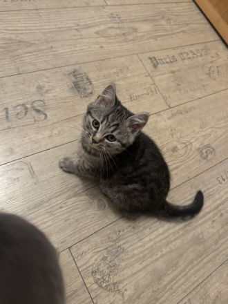 American Shorthair Kitten