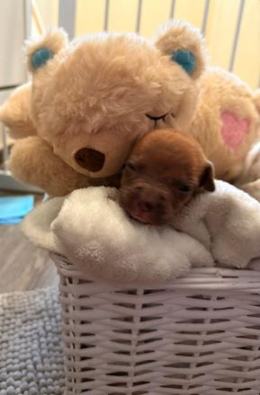 9 American Bully xl Welpen  suchen ihr Liebevolles  für immer zuhause