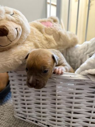 9 American Bully xl Welpen  suchen ihr Liebevolles  für immer zuhause