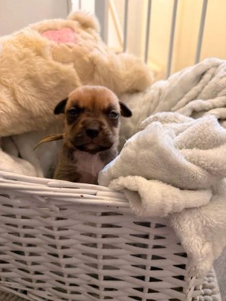 9 American Bully xl Welpen  suchen ihr Liebevolles  für immer zuhause