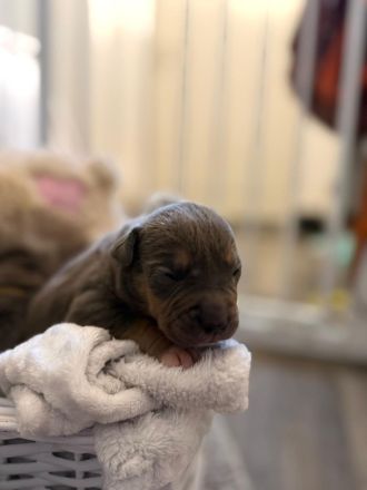 9 American Bully xl Welpen  suchen ihr Liebevolles  für immer zuhause