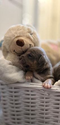 9 American Bully xl Welpen  suchen ihr Liebevolles  für immer zuhause