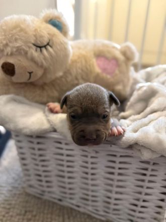 9 American Bully xl Welpen  suchen ihr Liebevolles  für immer zuhause