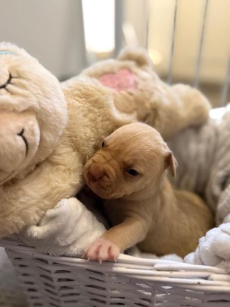 9 American Bully xl Welpen  suchen ihr Liebevolles  für immer zuhause