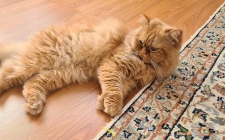 Jacko sucht Ruhe und Geborgenheit