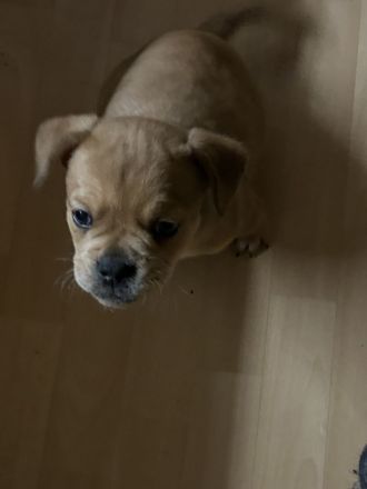 Französische/Old englische Bulldogge