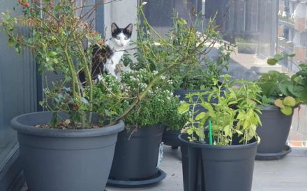 Solan sucht ein Für-Immer-Zuhause zum Kuscheln und Spielen