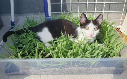 Solan sucht ein Für-Immer-Zuhause zum Kuscheln und Spielen