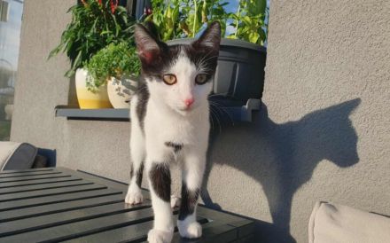 Solan sucht ein Für-Immer-Zuhause zum Kuscheln und Spielen