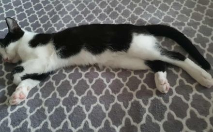 Solan sucht ein Für-Immer-Zuhause zum Kuscheln und Spielen