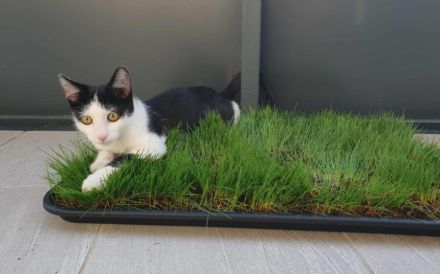 Solan sucht ein Für-Immer-Zuhause zum Kuscheln und Spielen