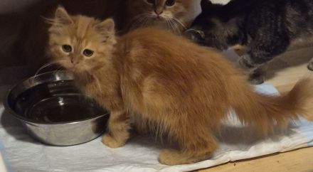 Süsse MaineCoon Kitten suchen ein liebevolles Zuhause