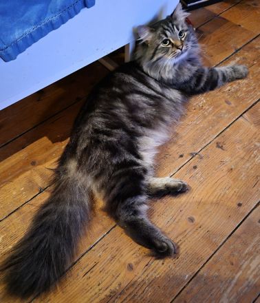 Süsse MaineCoon Kitten suchen ein liebevolles Zuhause