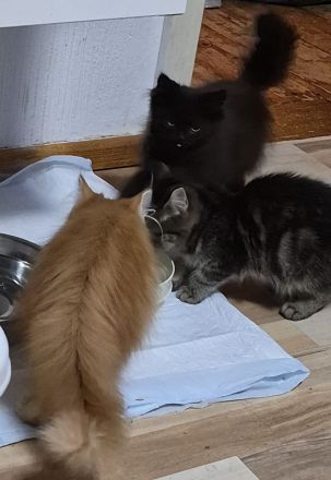 Süsse MaineCoon Kitten suchen ein liebevolles Zuhause