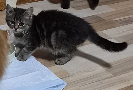 Süsse MaineCoon Kitten suchen ein liebevolles Zuhause