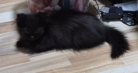 Süsse MaineCoon Kitten suchen ein liebevolles Zuhause