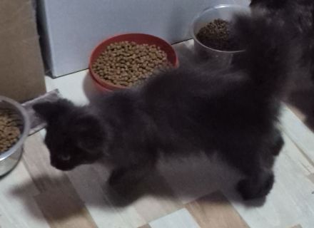 Süsse MaineCoon Kitten suchen ein liebevolles Zuhause