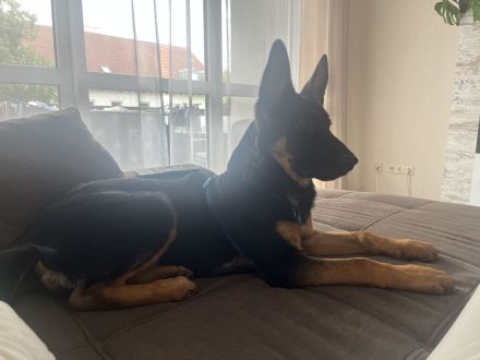 Schäferhund mix 6 Monate