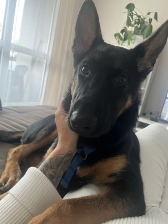 Schäferhund mix 6 Monate