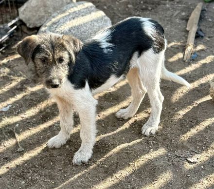 Raika, neugieriges Welpenmädchen, sucht liebevolles Zuhause