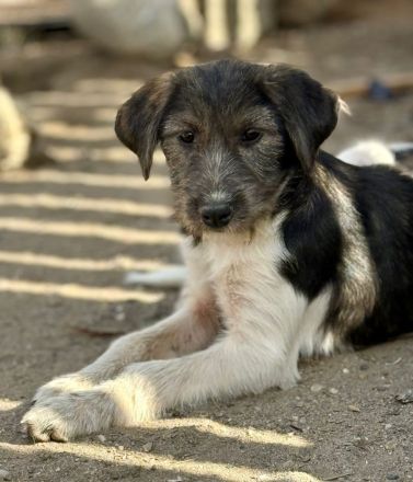 Raika, neugieriges Welpenmädchen, sucht liebevolles Zuhause