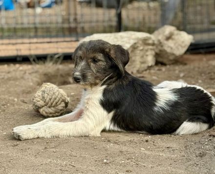 Raika, neugieriges Welpenmädchen, sucht liebevolles Zuhause