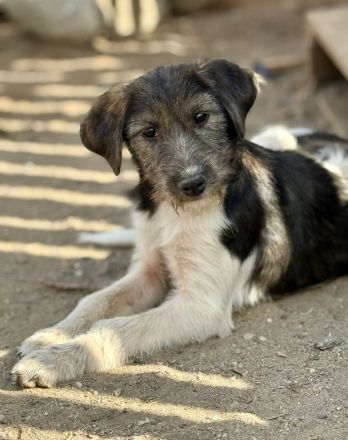 Raika, neugieriges Welpenmädchen, sucht liebevolles Zuhause