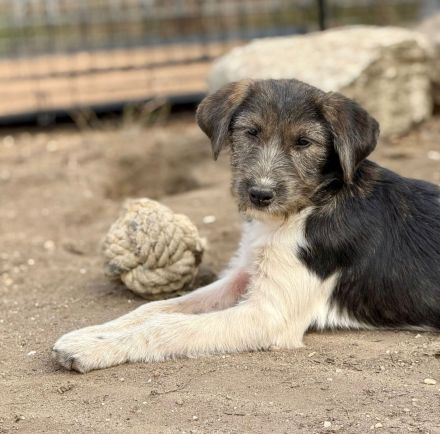 Raika, neugieriges Welpenmädchen, sucht liebevolles Zuhause
