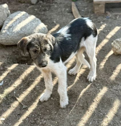 Raika, neugieriges Welpenmädchen, sucht liebevolles Zuhause