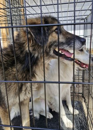 Mortimer, 6 Jahre, sucht ein Körbchen als EInzelprinz