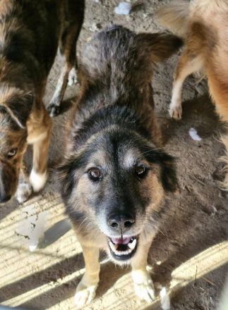 Mortimer, 6 Jahre, sucht ein Körbchen als EInzelprinz
