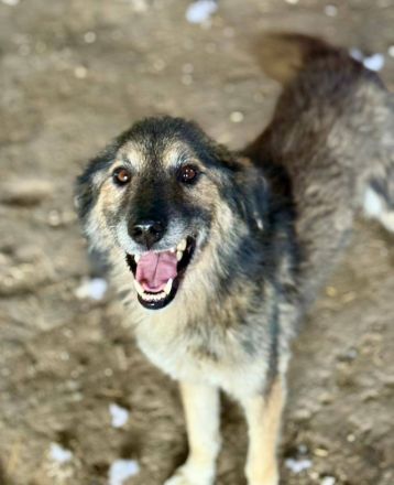 Mortimer, 6 Jahre, sucht ein Körbchen als EInzelprinz