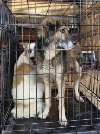 Mortimer, 6 Jahre, sucht ein Körbchen als EInzelprinz