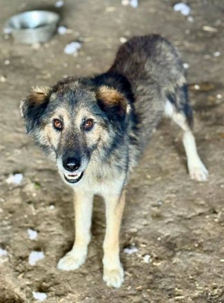 Mortimer, 6 Jahre, sucht ein Körbchen als EInzelprinz