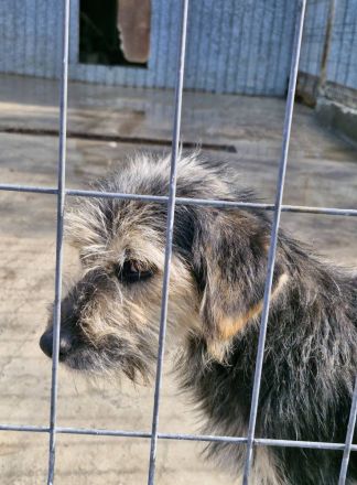 Mortimer, 6 Jahre, sucht ein Körbchen als EInzelprinz