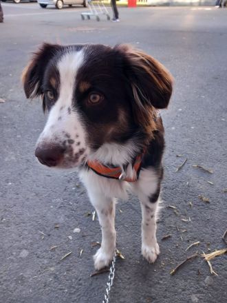 Hùndin Luna zu Verkaufen