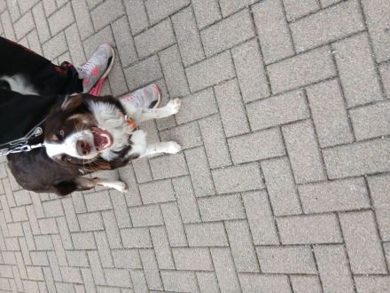 Hùndin Luna zu Verkaufen