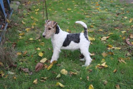 Drahthaar Foxterrier Welpen.