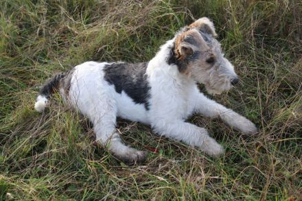 Drahthaar Foxterrier Welpen.