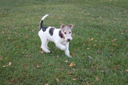 Drahthaar Foxterrier Welpen.